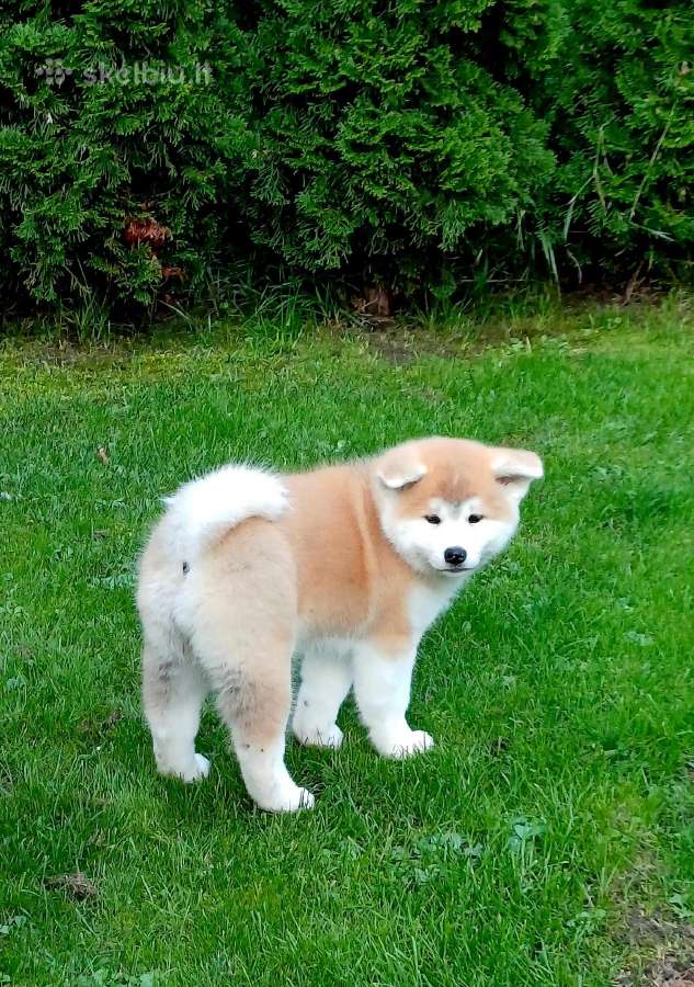 Akita - nuotraukos Nr. 4