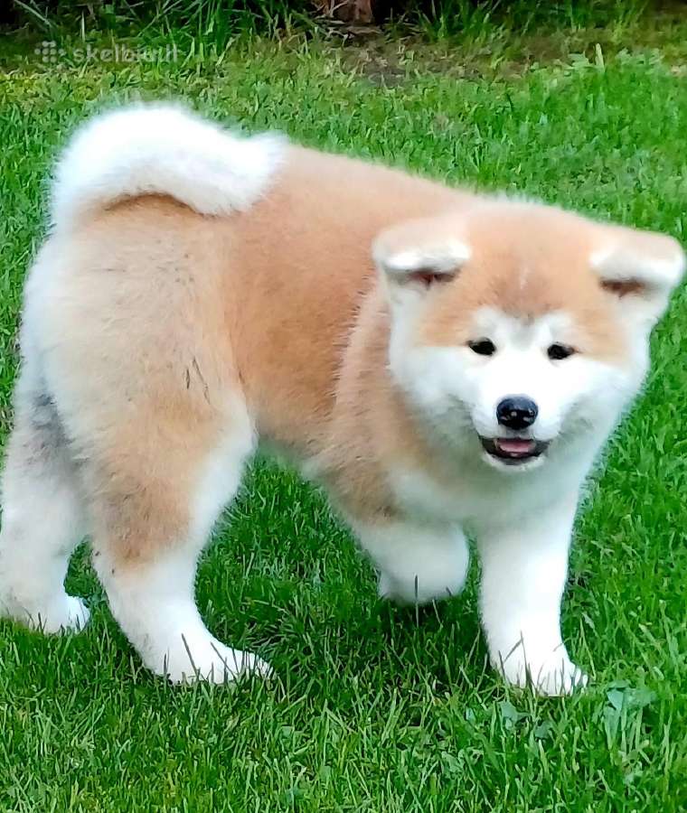 Akita - nuotraukos Nr. 6