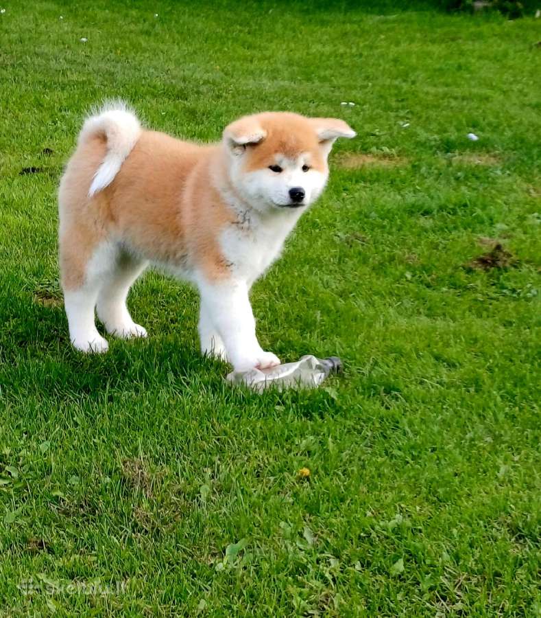 Akita - nuotraukos Nr. 5