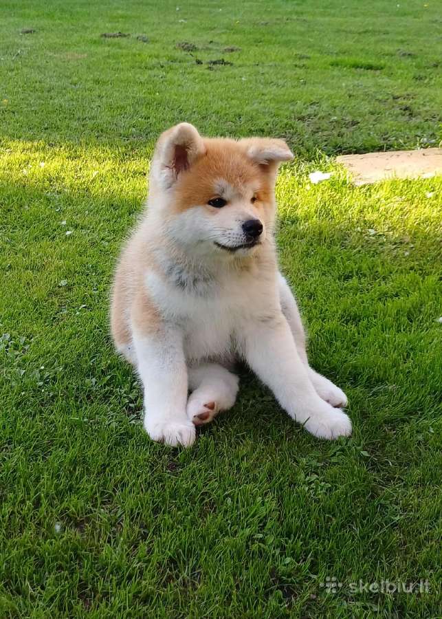 Akita - nuotraukos Nr. 7