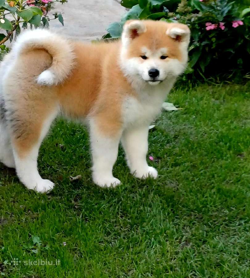 Akita - nuotraukos Nr. 3