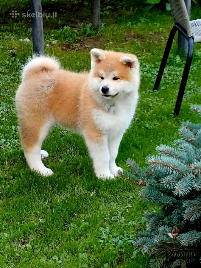 Akita - nuotraukos Nr. 2