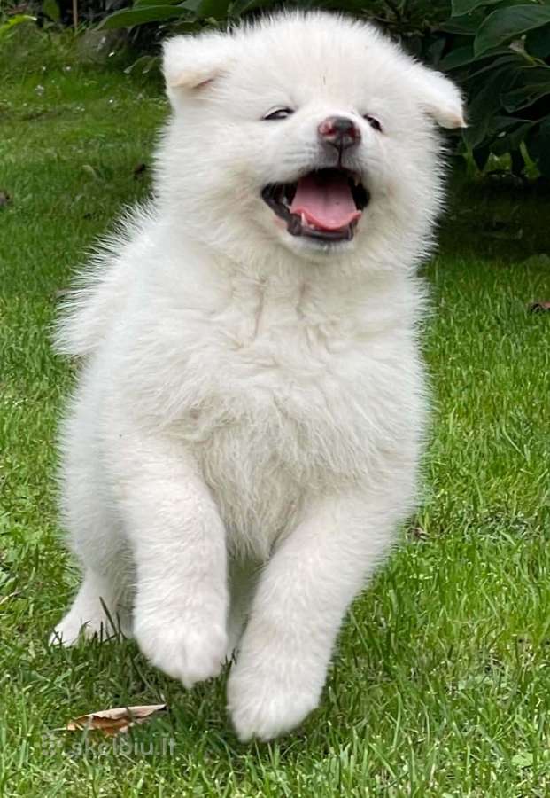 Akita - nuotraukos Nr. 8