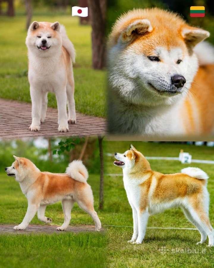 Akita - nuotraukos Nr. 9
