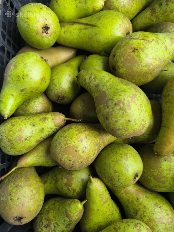 Spanguolės, obuoliai, kriaušės - nuotraukos Nr. 3