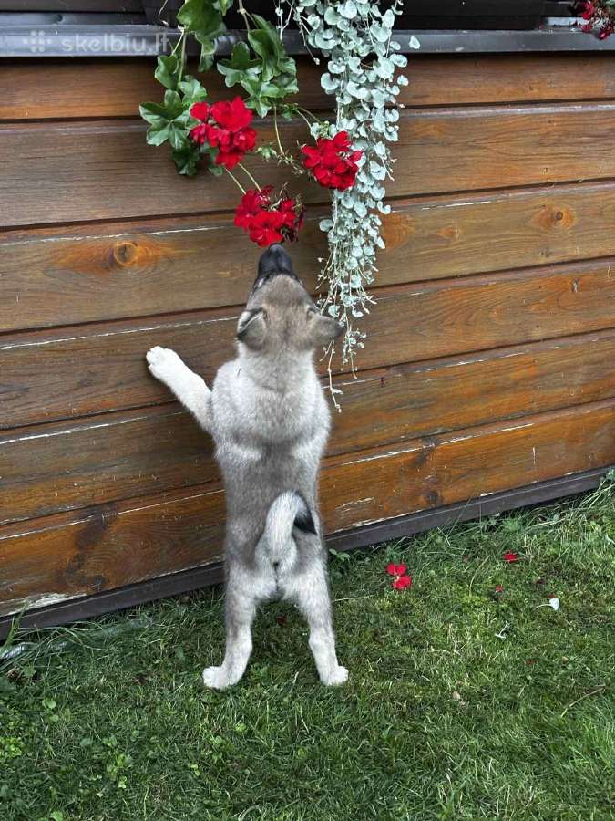 Pirmoji Norvegų Elkhundų vada Lietuvoje - nuotraukos Nr. 4