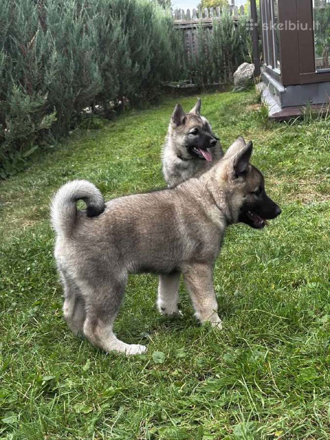 Pirmoji Norvegų Elkhundų vada Lietuvoje - nuotraukos Nr. 5