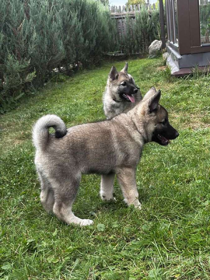 Pirmoji Norvegų Elkhundų vada Lietuvoje - nuotraukos Nr. 6