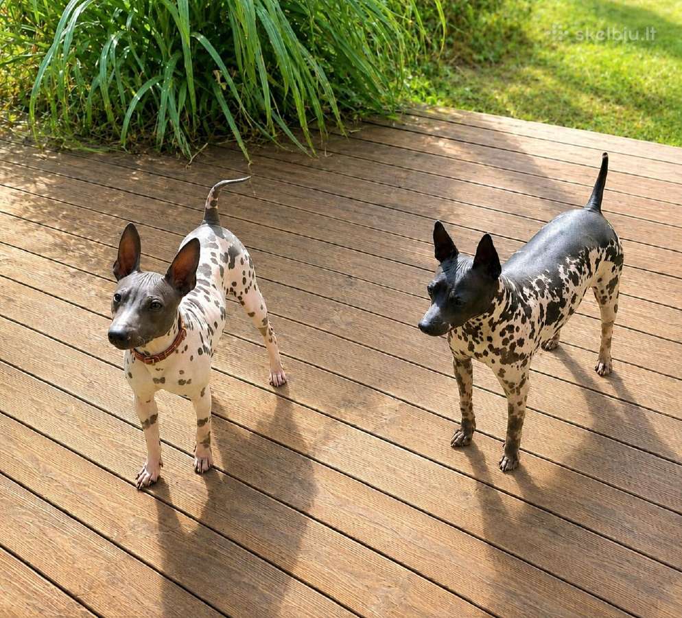 American Naked Terriers - nuotraukos Nr. 3