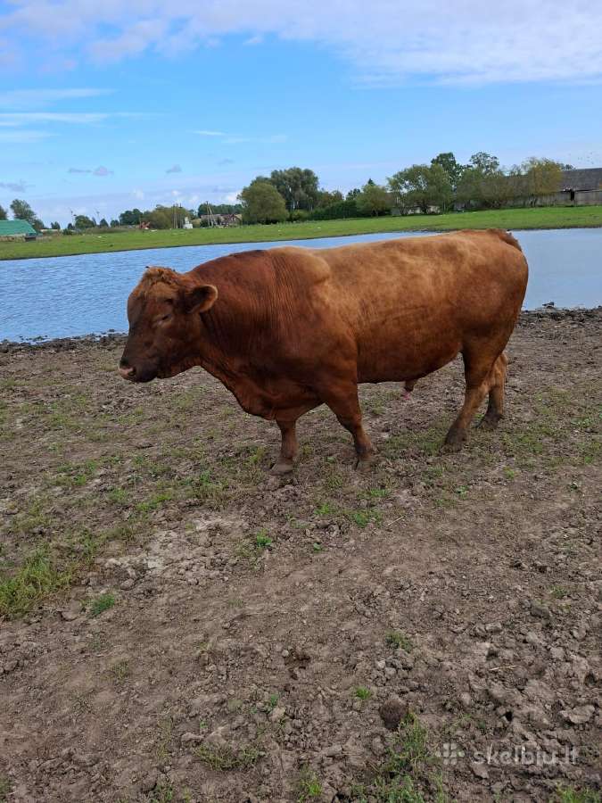 Parduodu angus reproduktorių - nuotraukos Nr. 2