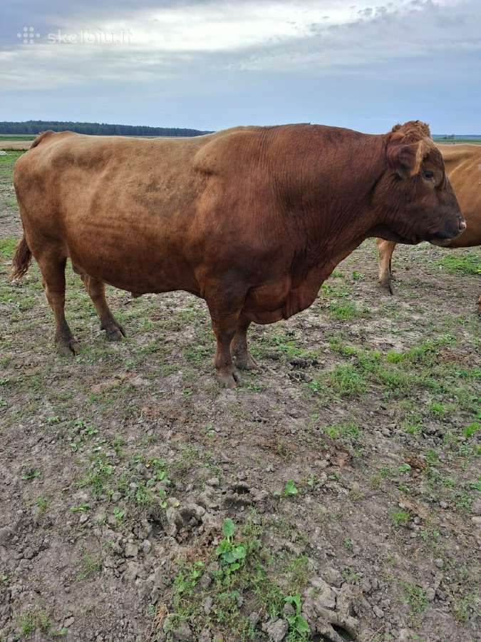 Parduodu angus reproduktorių - nuotraukos Nr. 4