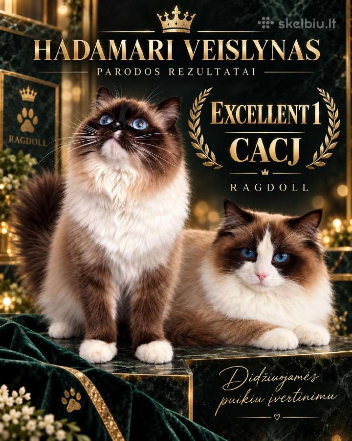 Hadamari veislyno ragdolai( skudurinukės) - nuotraukos Nr. 2