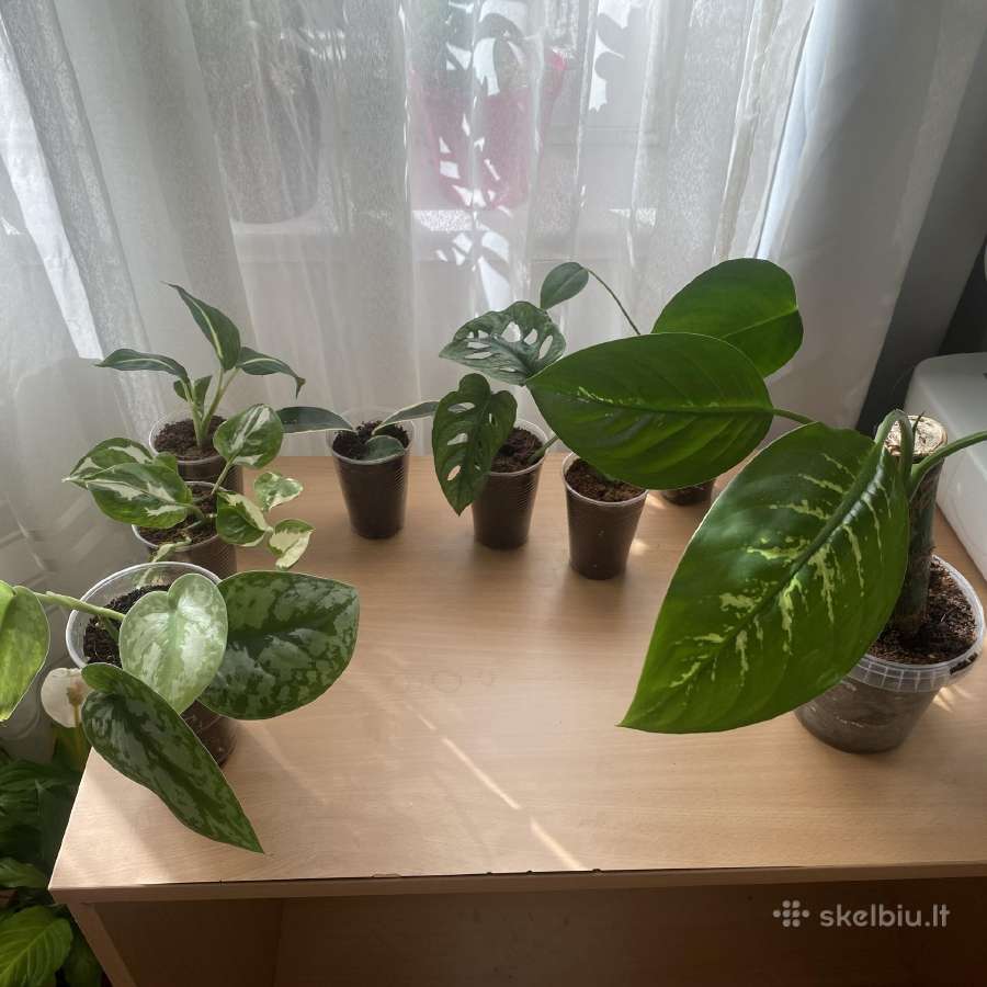 Kambariniai augalai - nuotraukos Nr. 2