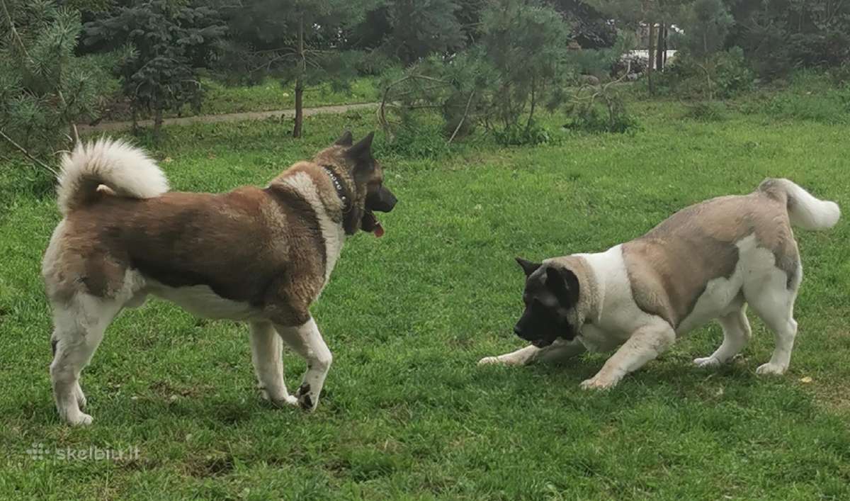 Amerikiečiu Akita šuniukai - nuotraukos Nr. 12