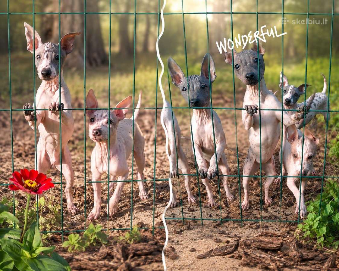 American Naked Terriers - nuotraukos Nr. 2