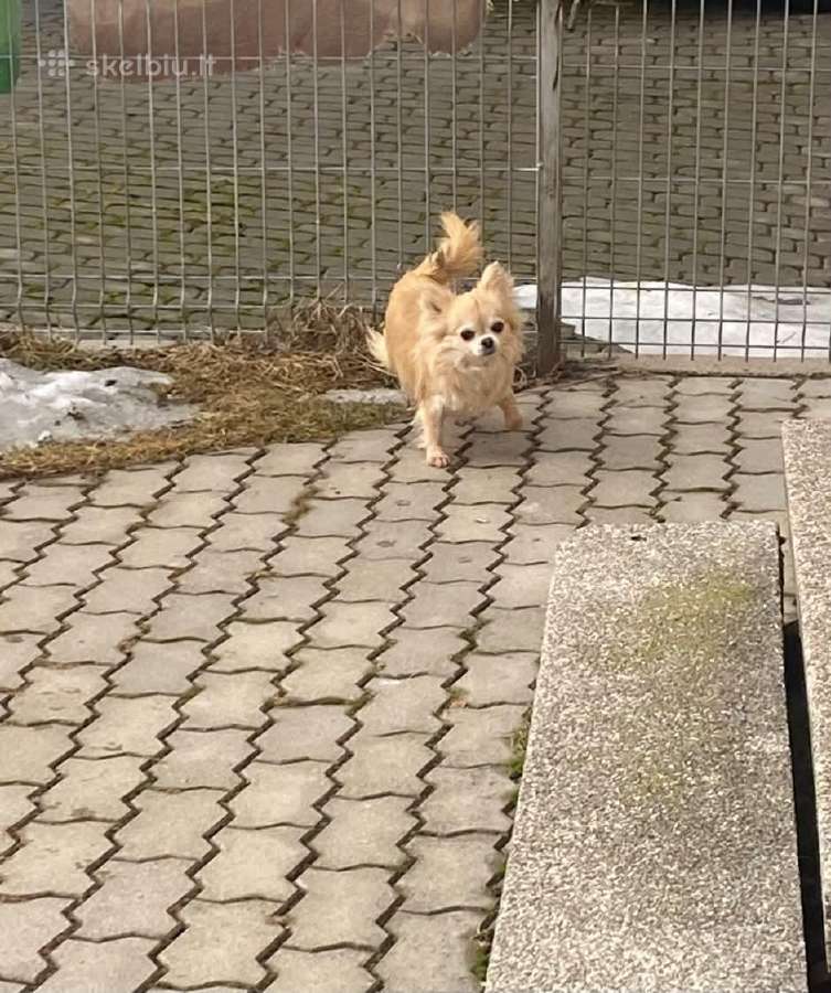 Čihuahua berniukas ir mergaite - nuotraukos Nr. 2