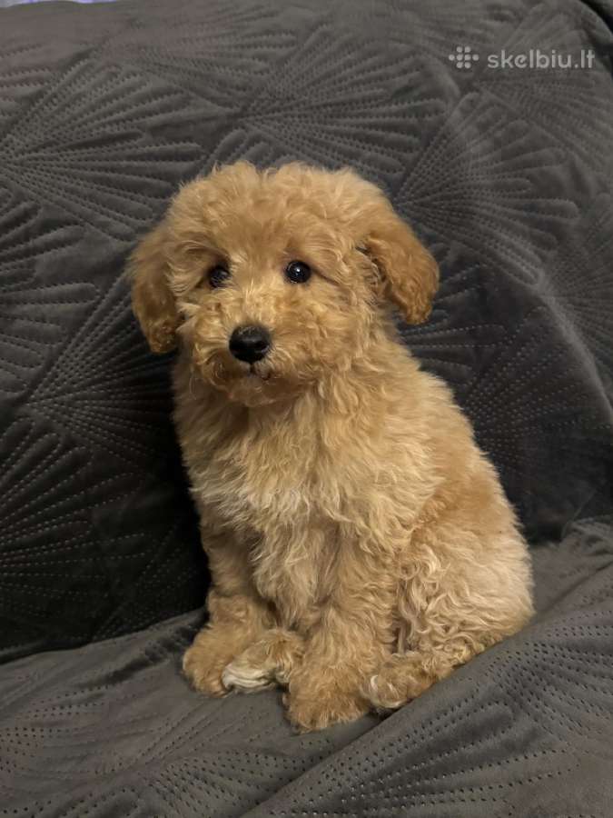 Maltipoo berniukas ir dvi mergaites - nuotraukos Nr. 2