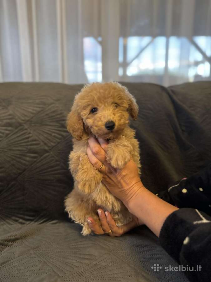 Maltipoo berniukas ir dvi mergaites - nuotraukos Nr. 3