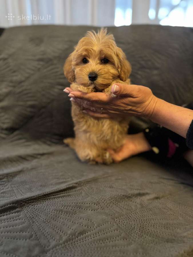 Maltipoo berniukas ir dvi mergaites - nuotraukos Nr. 6