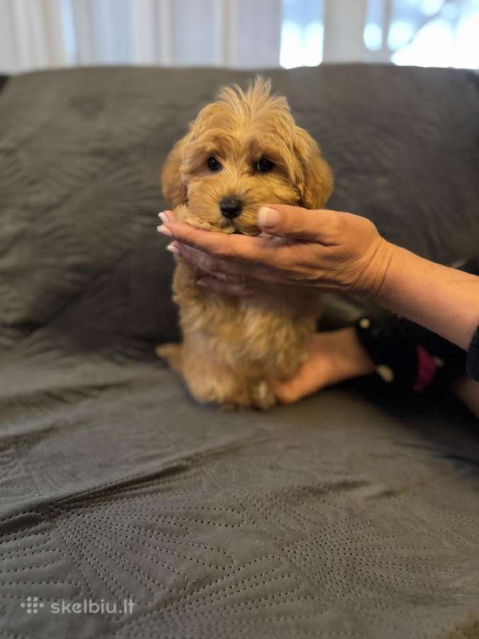Maltipoo berniukas ir dvi mergaites - nuotraukos Nr. 5