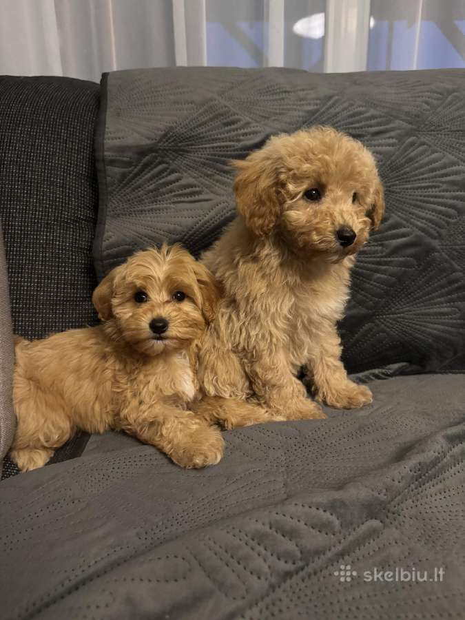 Maltipoo berniukas ir dvi mergaites - nuotraukos Nr. 7