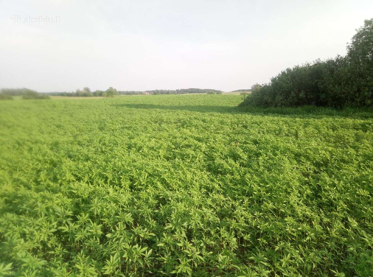 Kanapių sėklos - nuotraukos Nr. 9