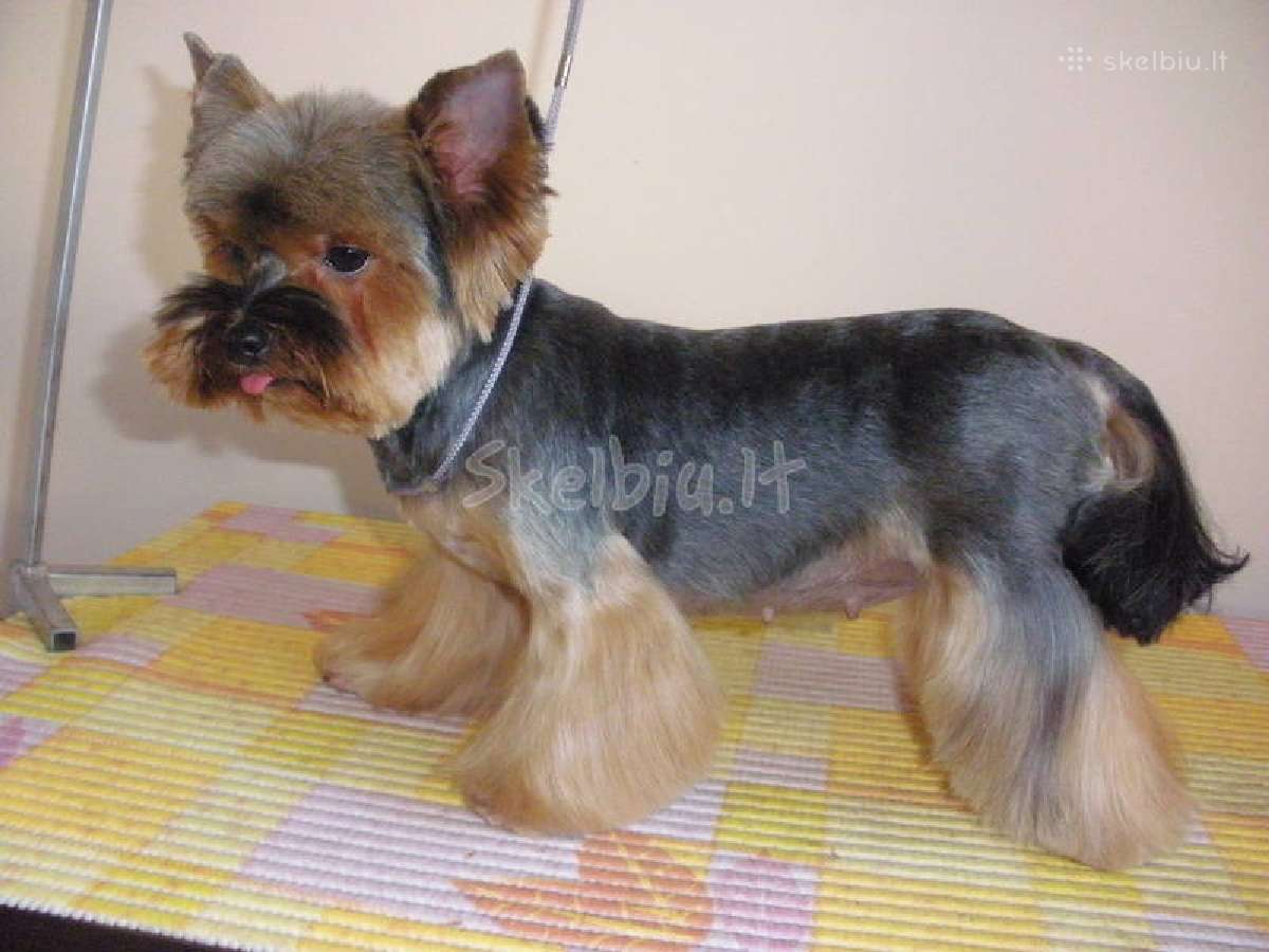 Doggy days, šuniukų grožio salonas klaipeda, - nuotraukos Nr. 4