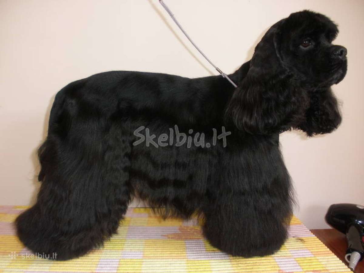 Doggy days, šuniukų grožio salonas klaipeda, - nuotraukos Nr. 8