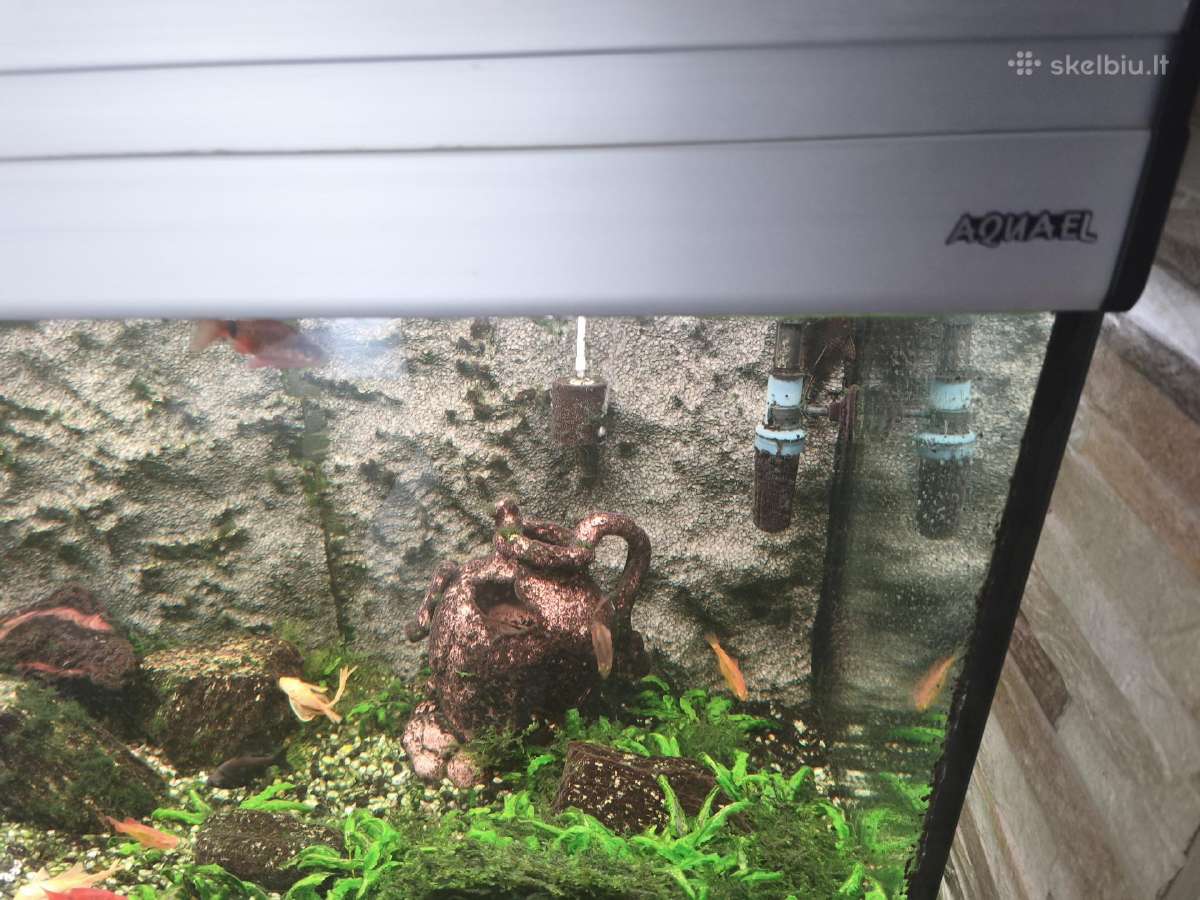 Akvariumas 200l. su viskuo - nuotraukos Nr. 2