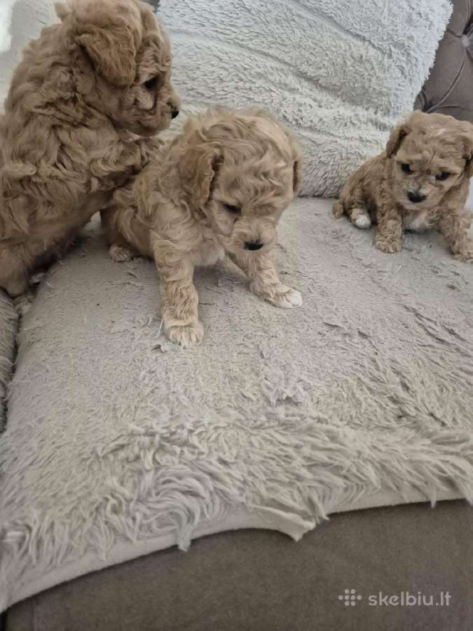Maltipoo šuniukai - nuotraukos Nr. 2