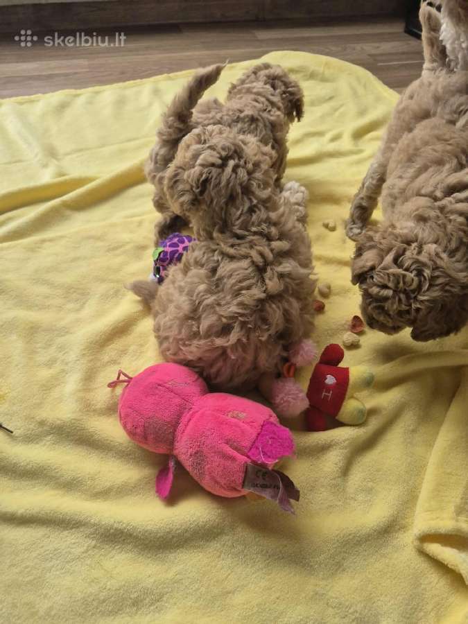 Maltipoo šuniukai - nuotraukos Nr. 3