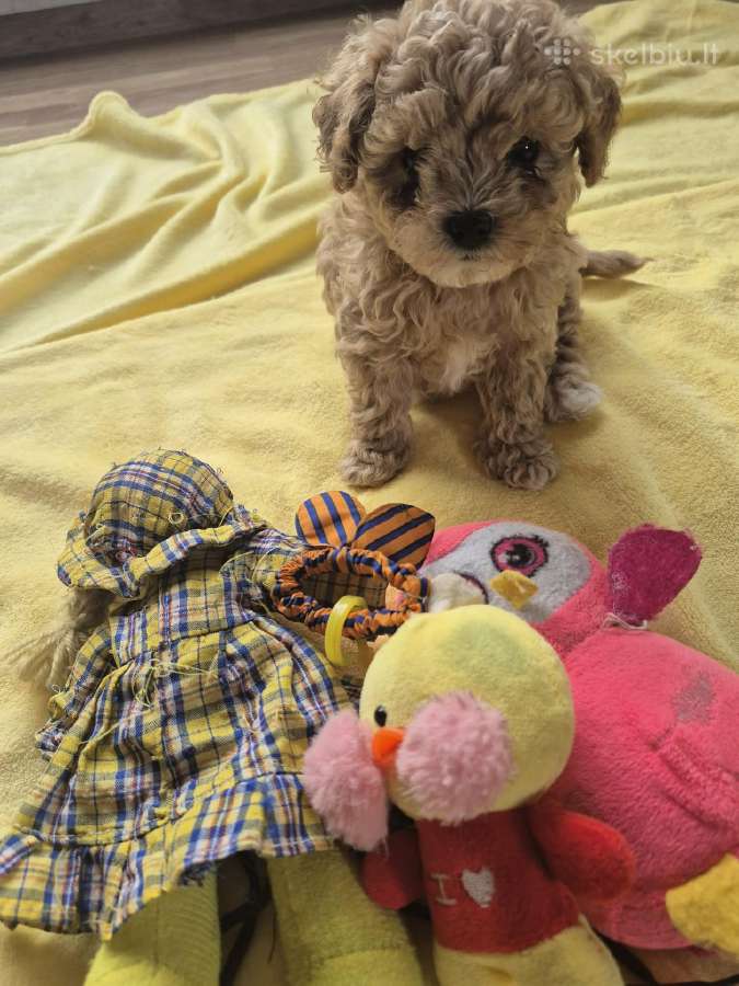Maltipoo šuniukai - nuotraukos Nr. 4