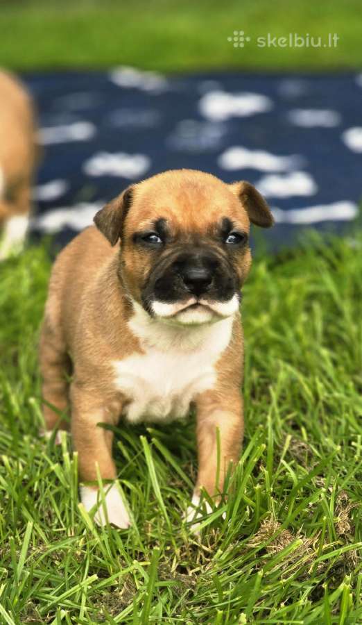 Kilmingi Amstaff suniukai - nuotraukos Nr. 2