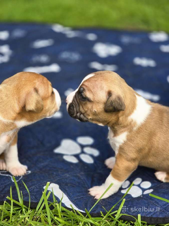 Kilmingi Amstaff suniukai - nuotraukos Nr. 3