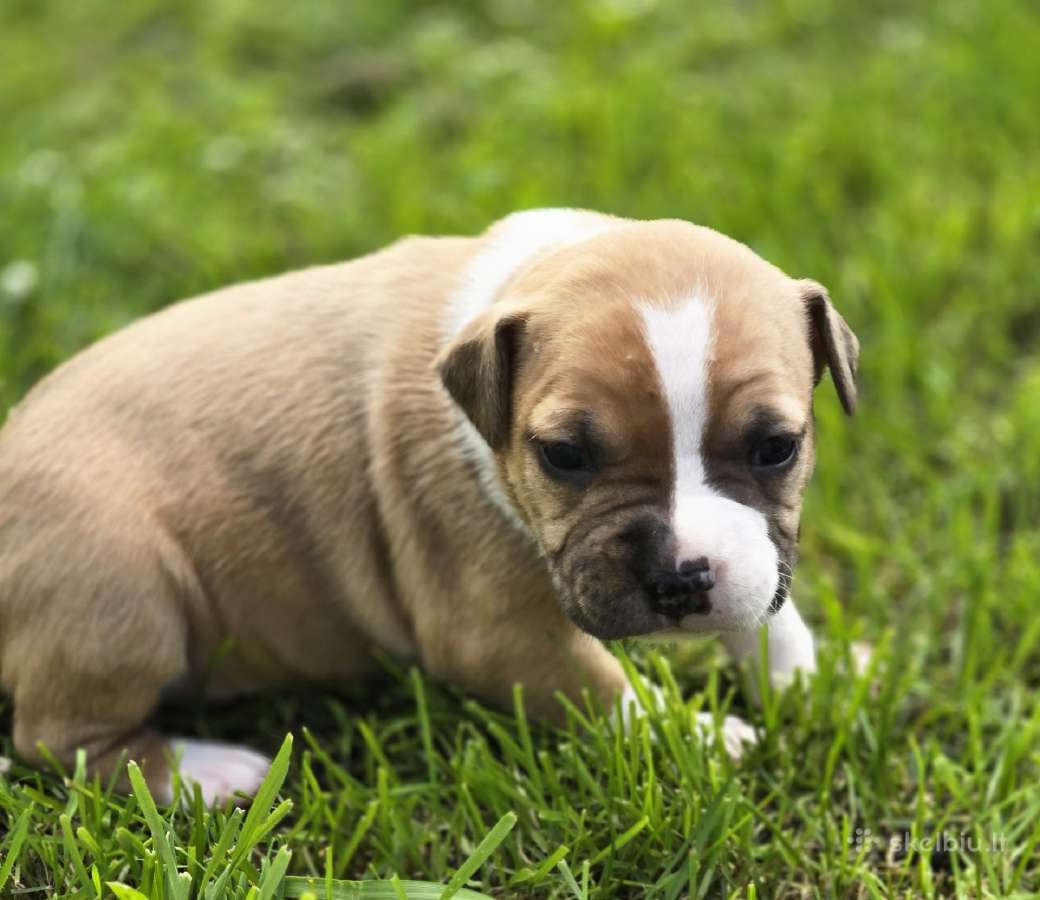 Kilmingi Amstaff suniukai - nuotraukos Nr. 4