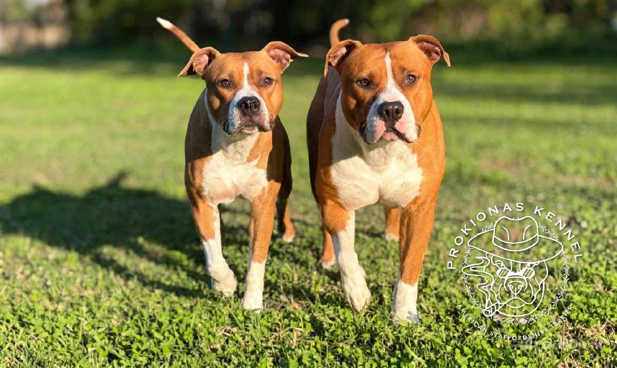 Kilmingi Amstaff suniukai - nuotraukos Nr. 5