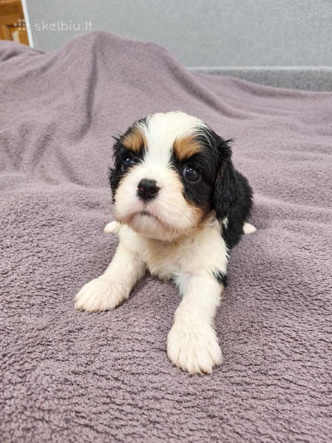 Kavalieriaus Karaliaus Karolio Spanielių šuniuka - nuotraukos Nr. 15