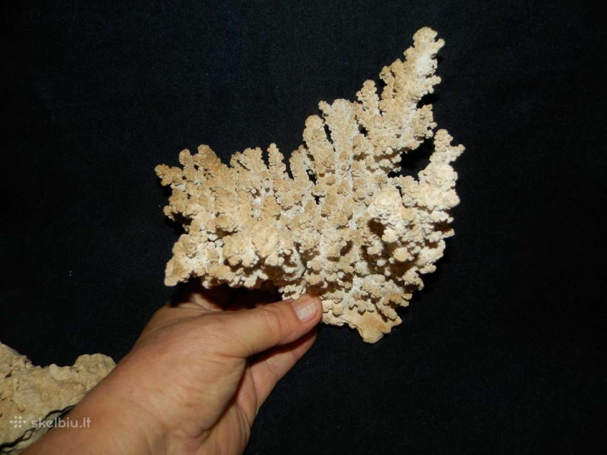 Parduodu Juros Kriaukles - nuotraukos Nr. 14