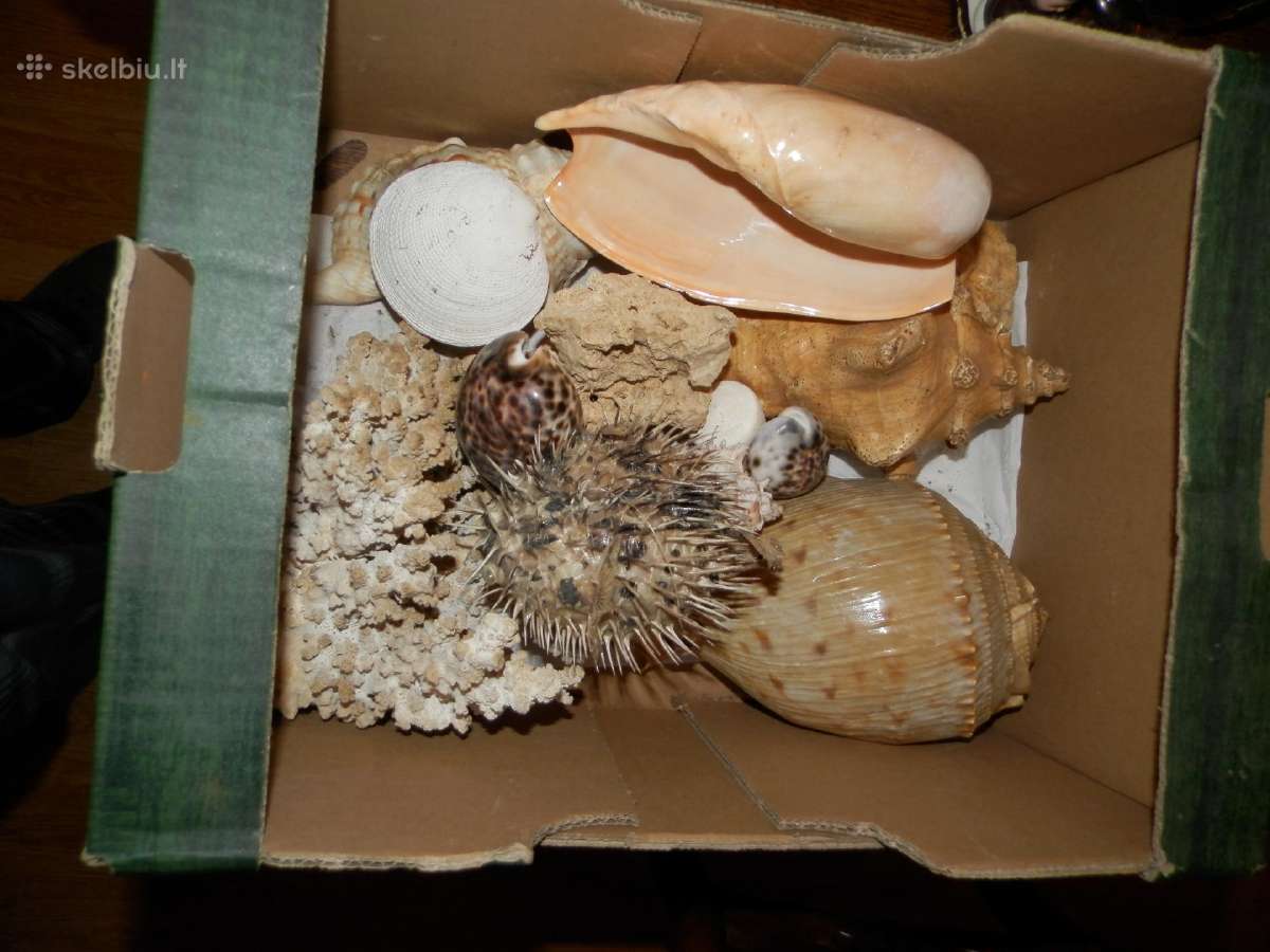 Parduodu Juros Kriaukles - nuotraukos Nr. 16