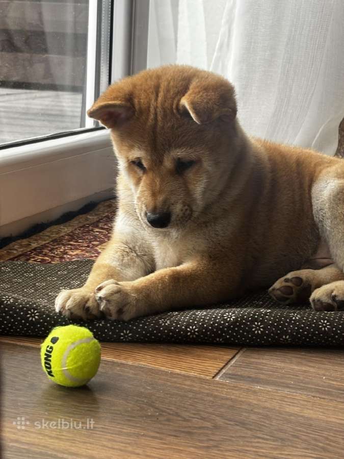 Shiba - nuotraukos Nr. 6