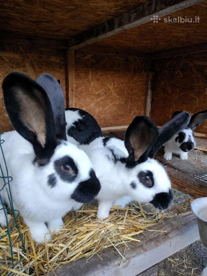 Vokiečių drugeliai ir misrunai - nuotraukos Nr. 11