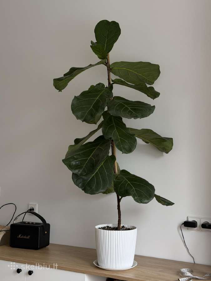 Ficus Lyrata 145 cm - nuotraukos Nr. 2