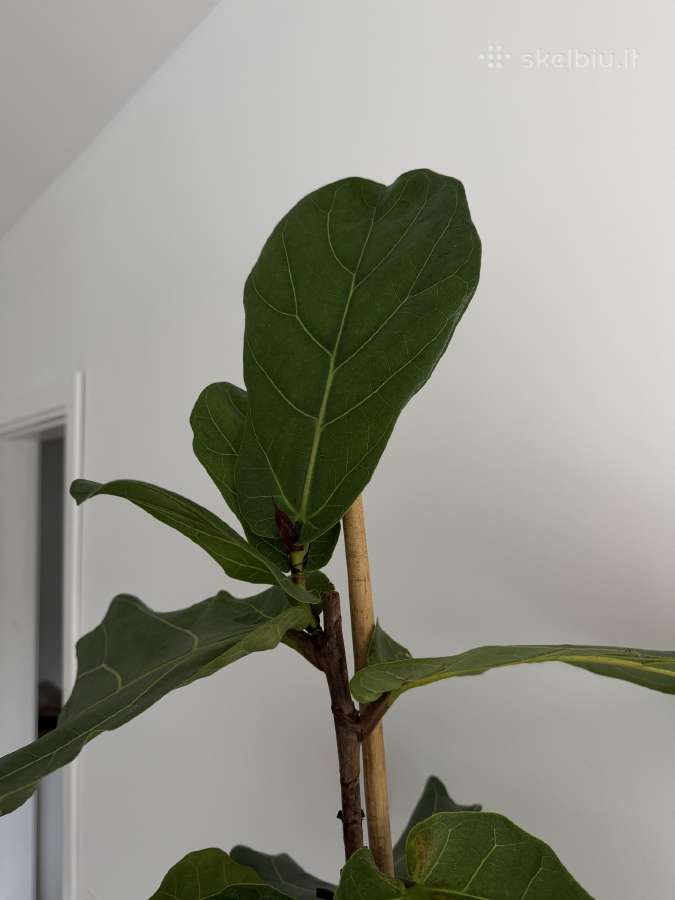 Ficus Lyrata 145 cm - nuotraukos Nr. 3