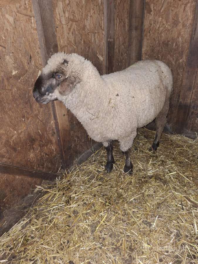 Avinas. Parduodu pusantru metu aviną - nuotraukos Nr. 5