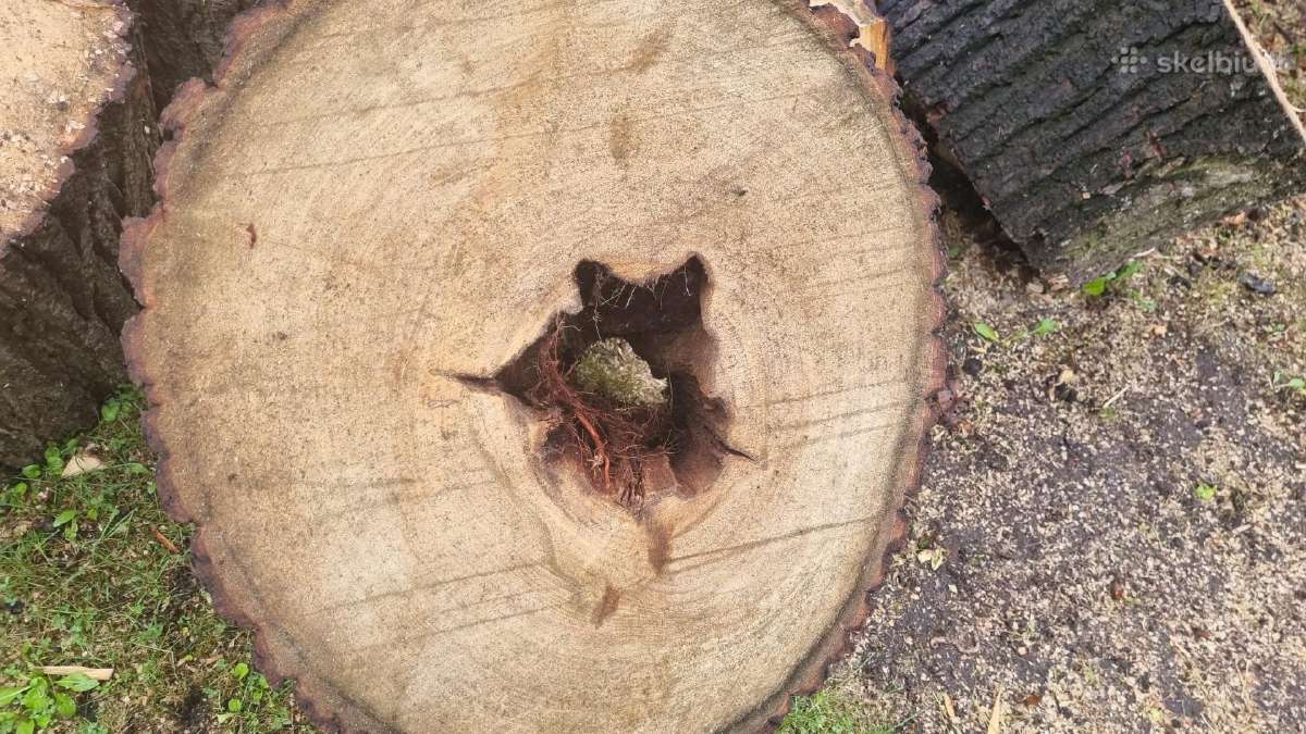 Parduodama lapuočių mediena – rąstai ir malkos - nuotraukos Nr. 2