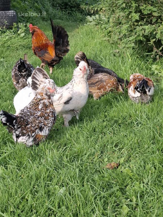 Afrikanuo veisles geidziukus - nuotraukos Nr. 5