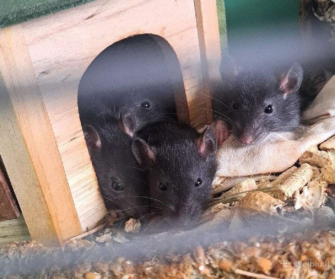 Dovanoju dekoratyvinės ziurkes - nuotraukos Nr. 4