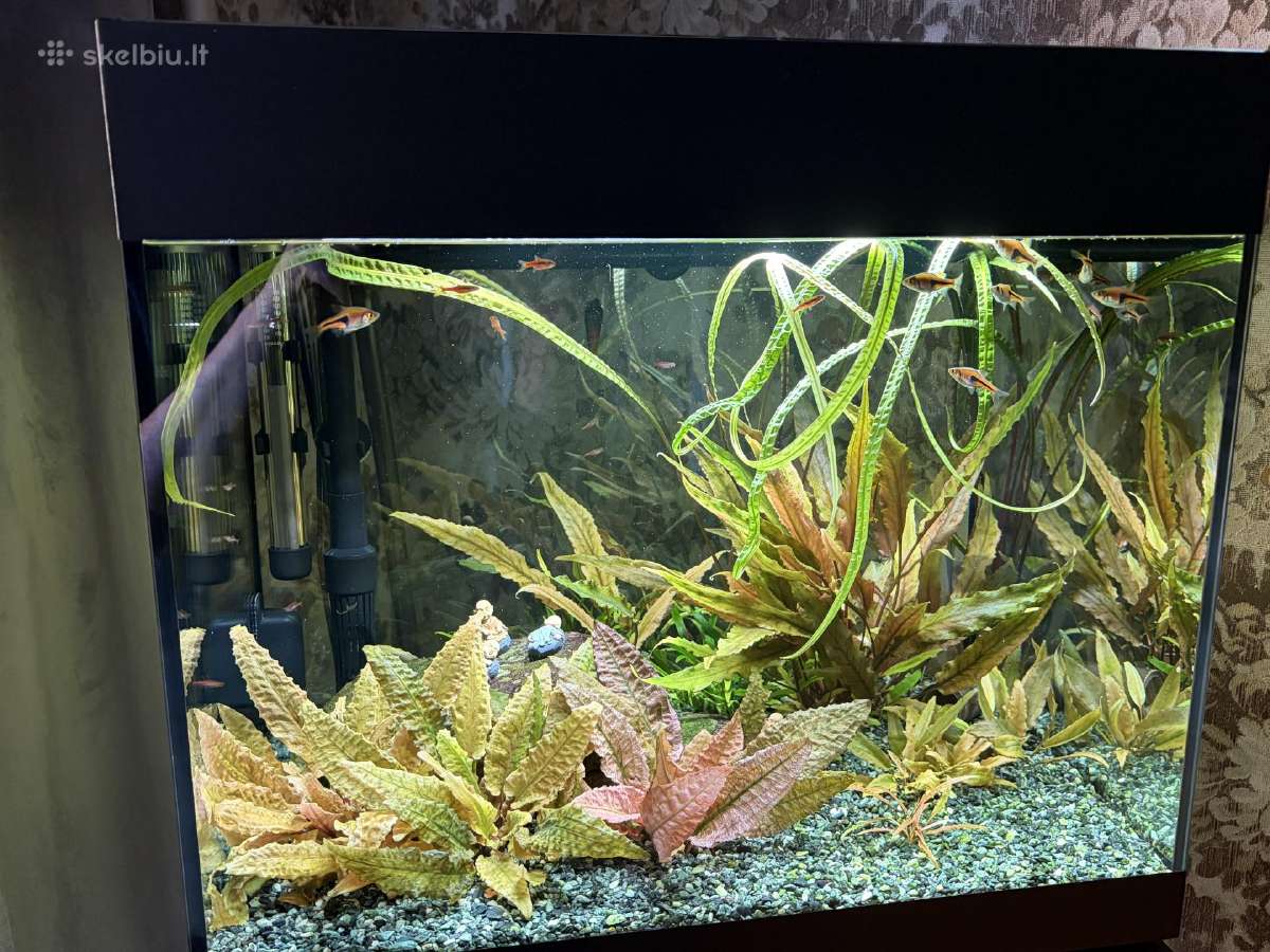 Pilnai įrengtas Oase 75l akvariumo komplektas - nuotraukos Nr. 2