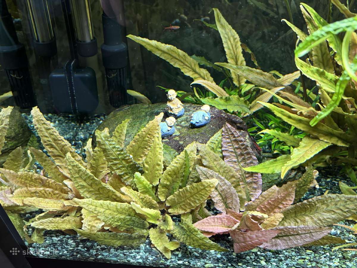 Pilnai įrengtas Oase 75l akvariumo komplektas - nuotraukos Nr. 3