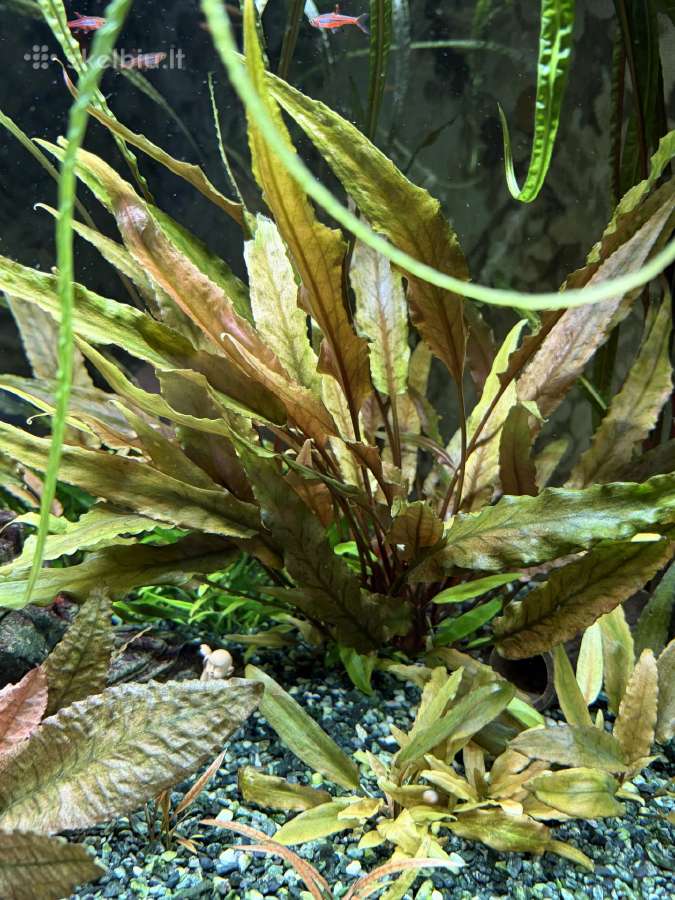 Pilnai įrengtas Oase 75l akvariumo komplektas - nuotraukos Nr. 4